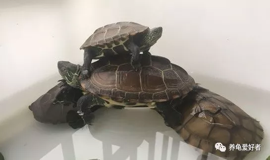 你是不是也对“练手龟”存在过这种误解？