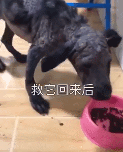 给流浪狗处理伤口，竟毫无反应，它应该早已习惯了疼痛！