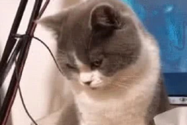 猫咪多次想偷吃草莓，被主人发现以后呵斥，猫咪一个眼神亮了
