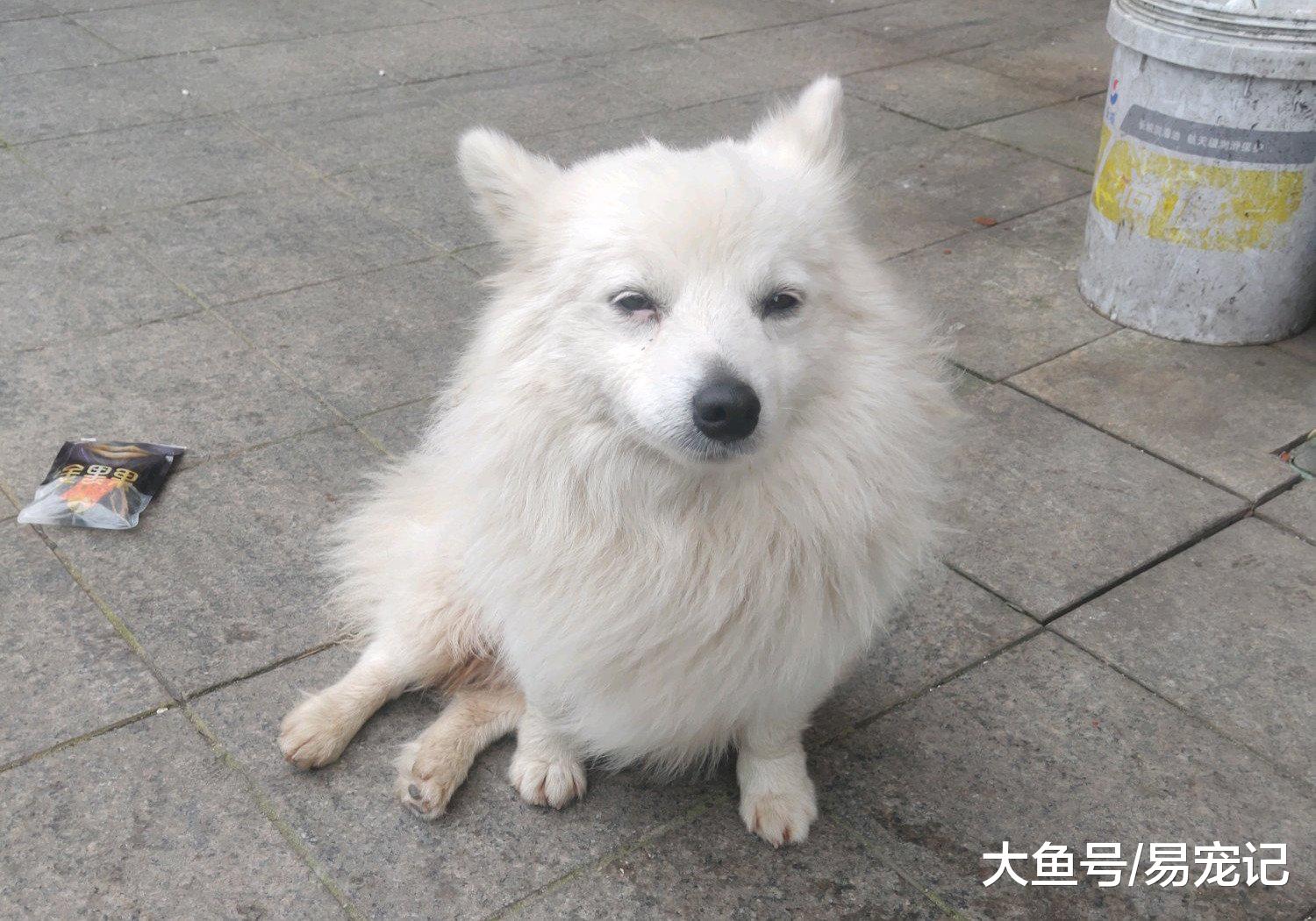 瘸腿流浪狗治好后，弃主而去，这世界难道狗狗都学精了？