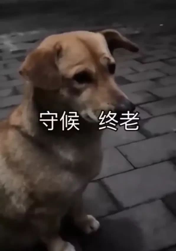 给流浪狗处理伤口，竟毫无反应，它应该早已习惯了疼痛！