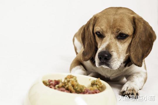 狗狗吃益生菌能改善体质，主人购买时，要注意这5点