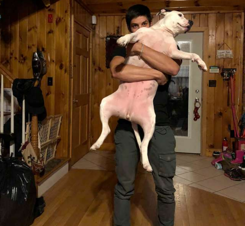 宠主遭遇车祸，爱犬成功逃出，可爱犬接下来的行为令宠主很感动