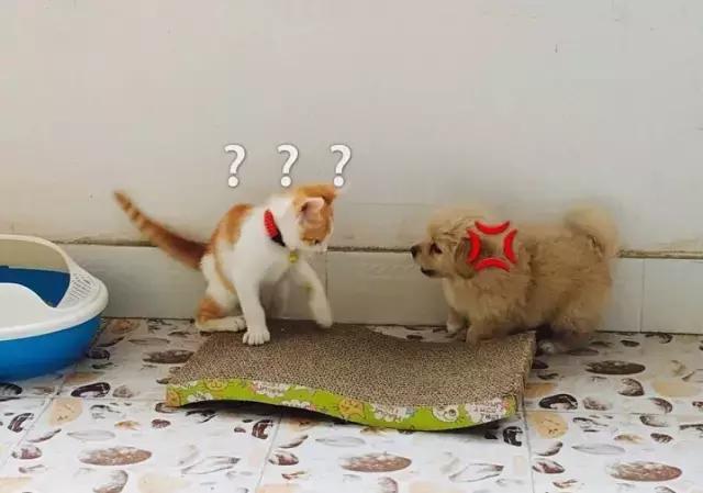 猫：我吃饭的时候，狗不要插嘴！为什么狗这么喜欢抢猫粮吃？