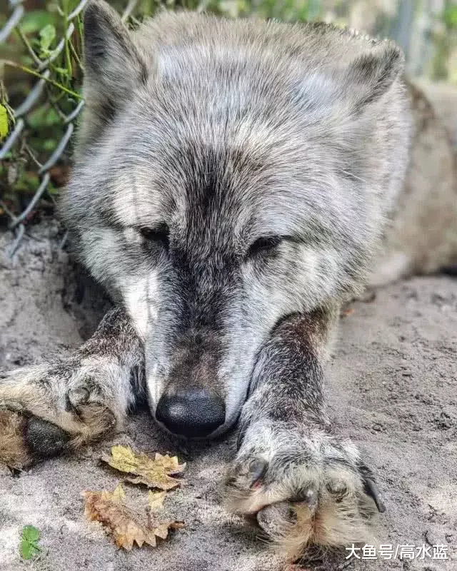 美女因驯服野生巨狼火了，专家却说：别急，这货可能是狗…