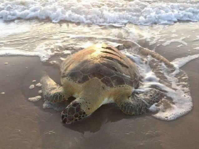 男子在海灘上發現一只烏龜，當看到龜殼時搖頭嘆氣