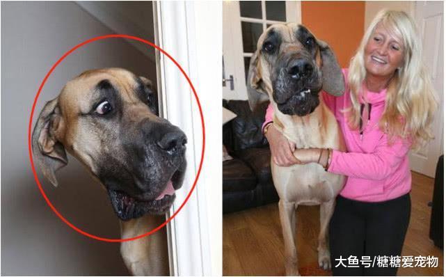 女人养大狗狗, 才会有真正的安全感, 网友: 坐姿也太辣眼睛了吧!