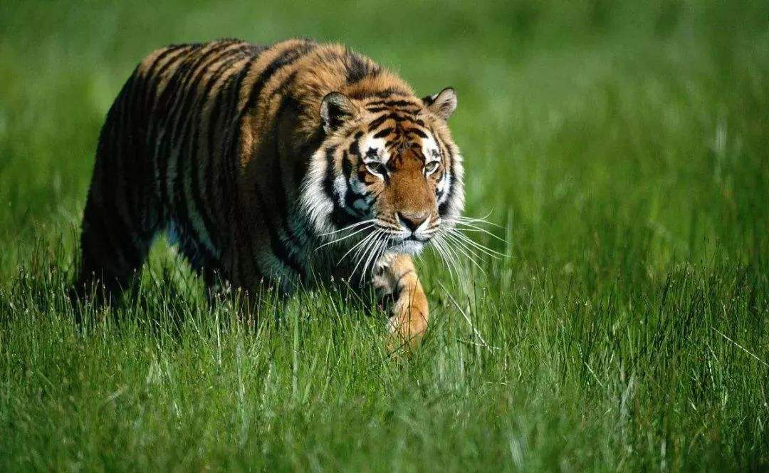 同体型野生动物中，战斗力是以猫科为尊，还是以猛禽为尊？