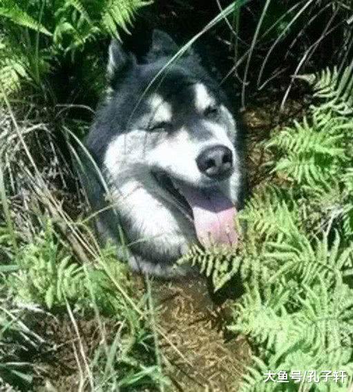 3只二哈狗头飘在天空路人纷纷好奇, 二哈们: 快逗楼下的傻子们玩