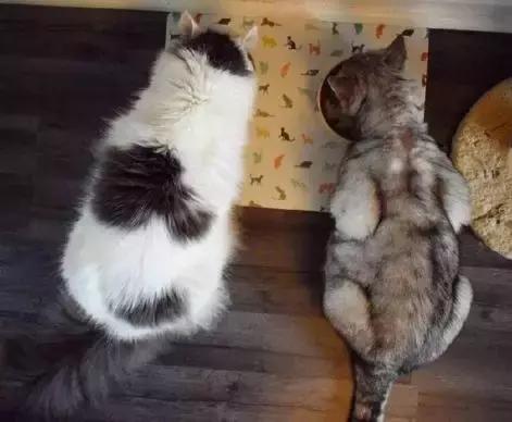 猫咪患上罕见“遗传病”，变成了一只“丧气猫”，结局让人感动
