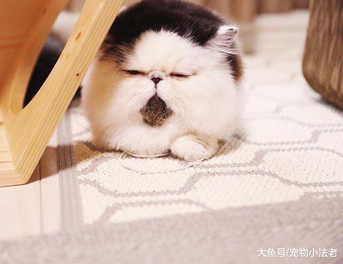 传说中“奶奶养的猫”，进来了解一下，请原谅我先笑为敬！