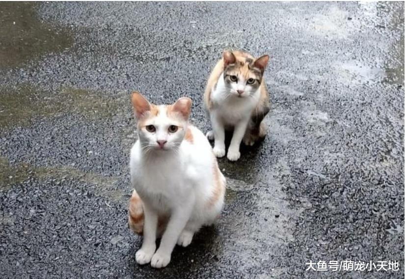 情侣摸街猫肚子那么大肯定怀孕！爱妈笑：人家只是有橘猫基因