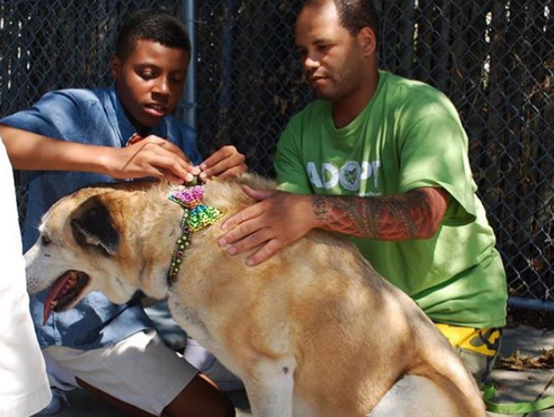 为帮助收容所貓狗被領养，12岁男孩灵机一动，妙计神助攻！