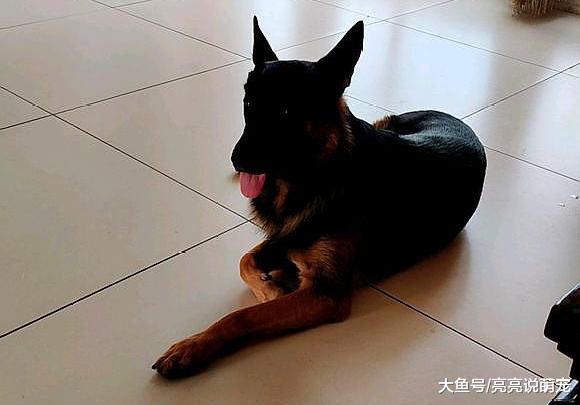 网友养了两只德牧，自从有它们之后，生活越来越有趣了