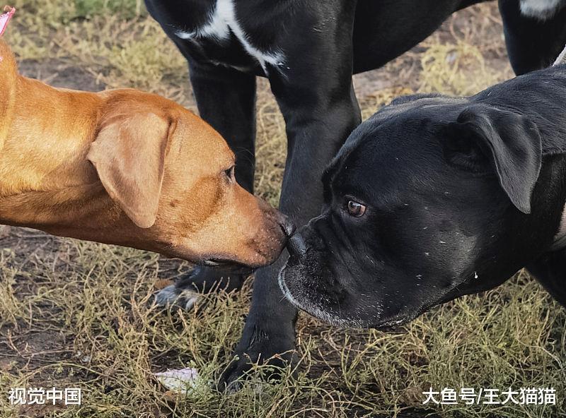 小孩被家里养的小狗咬了, 家长需要做以下几步措施: