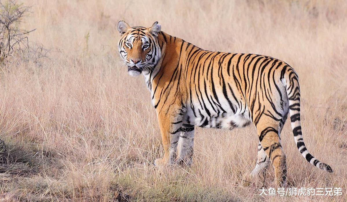 为什么狮虎兽的体型会变得那么大？原来是雄狮的基因在“作怪”