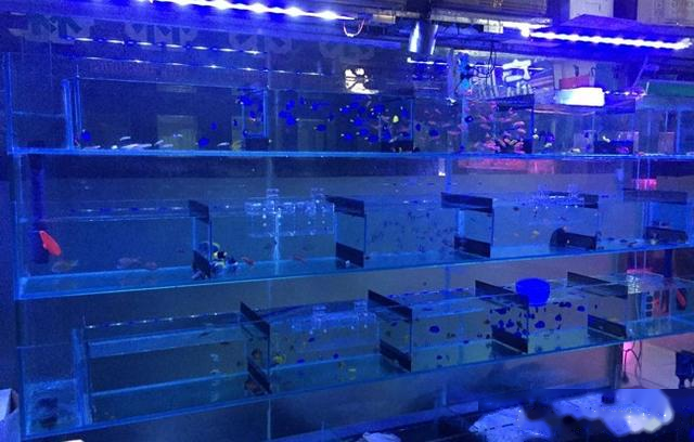 在您购买的观赏鱼入缸之前，5条建议供您参考，把钱花对才是本事