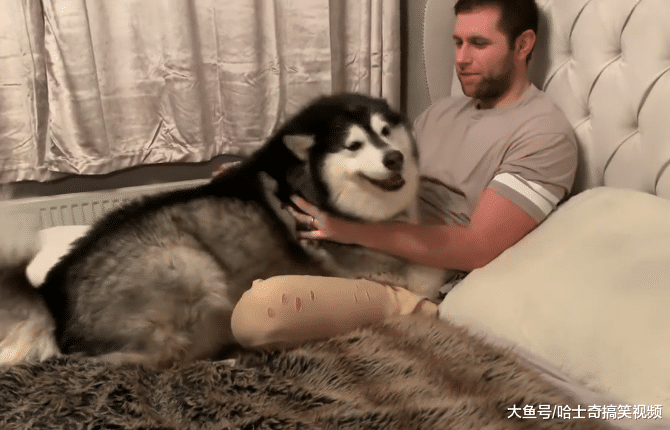 “胖儿子”已经3岁了，长到了一百多斤，却忘记自己长大了