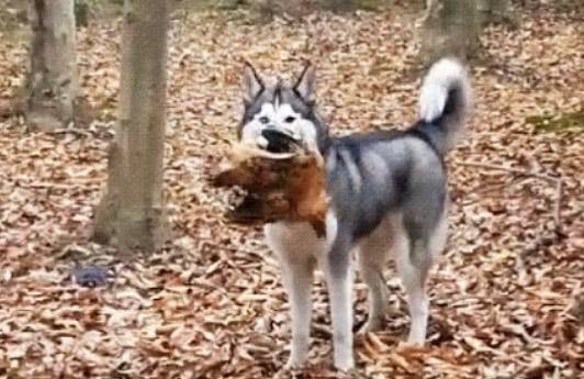 二哈在樹林里撒歡，回家時嘴里叼的東西亮了，笑哭主人