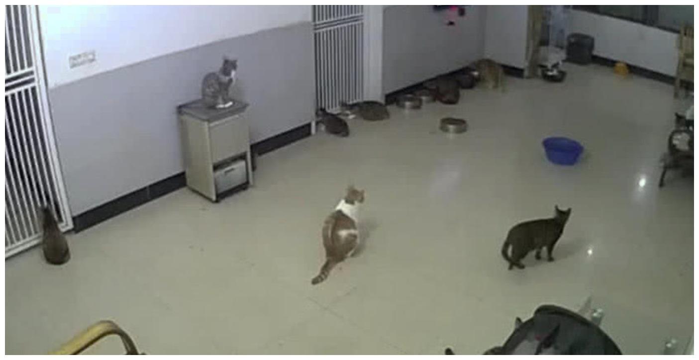 这是我见过最悲催的老鼠, 白天出门, 正面遭遇一群老猫