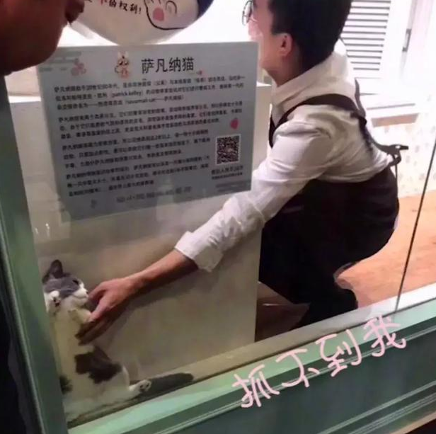 英短不想被人撸藏在角落, 与店员各种斗智斗勇, 表情萌哭无数网友