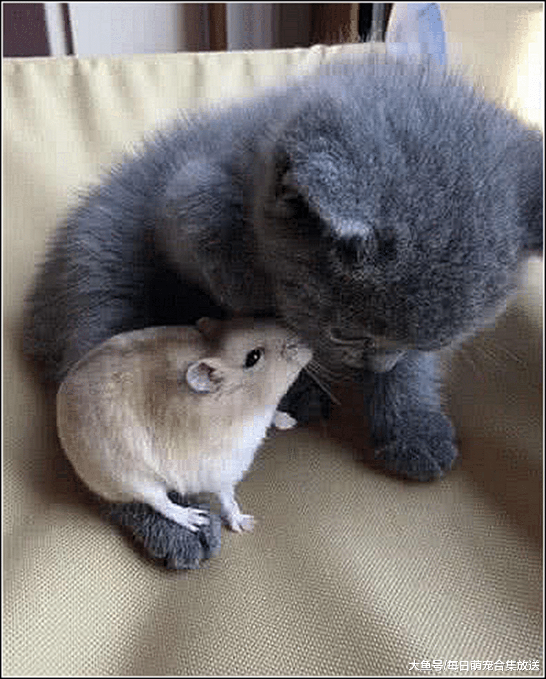 主人出门忘关仓鼠，急忙跑回家去关，推开门一看被眼前一幕萌化了