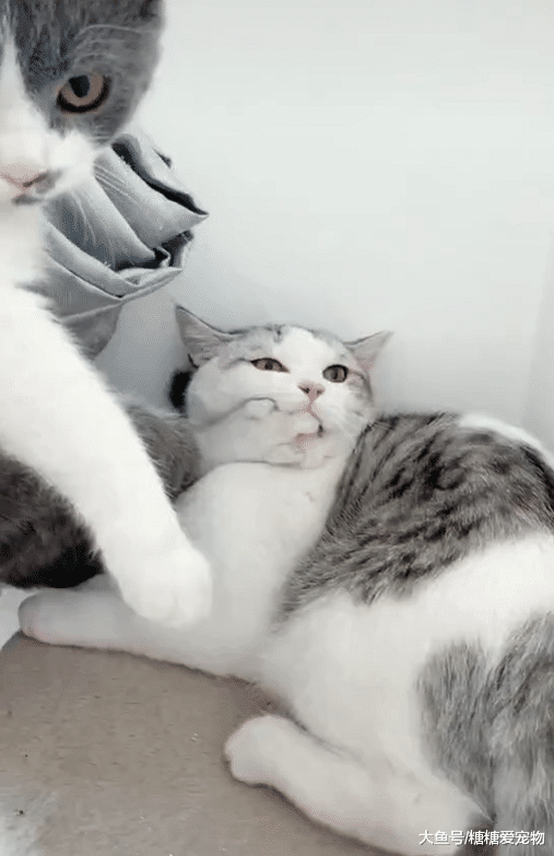 喵弟一脸懵逼，睡个觉还得被迫尝喵爪，猫哥：兄弟，我脚香不香？