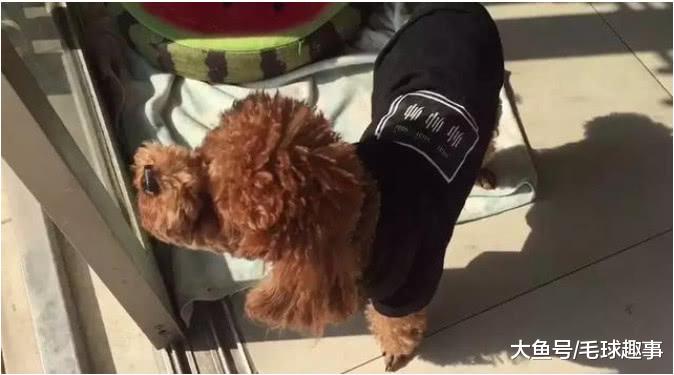 女子因为“怀孕”把泰迪送给婆婆家养，一年后再看见它，真的泪崩