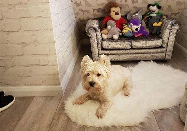 主人为爱犬打造豪华狗屋！网友：你们家还缺狗狗吗？单身的那种