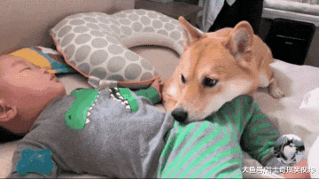 小主人出生后，柴犬就像当了妈一样，把宝宝当自己孩子了