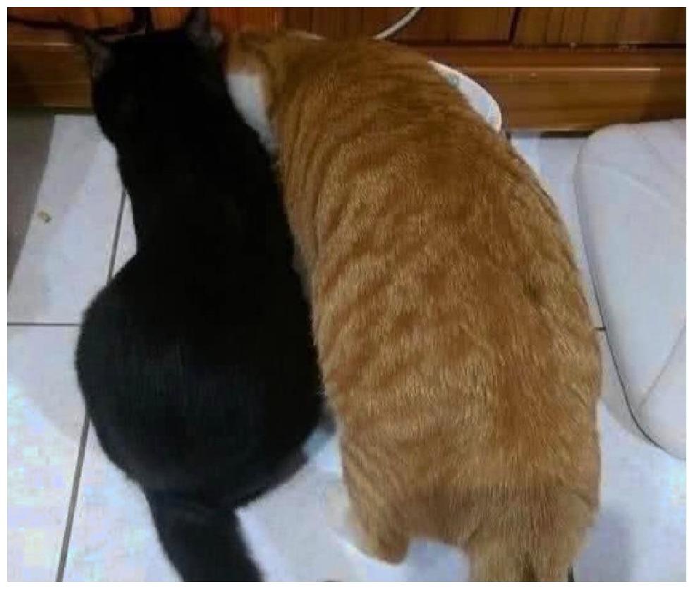 橘猫太小, 总受大黑猫的欺压, 它一年之后用实力翻身, 手段满分