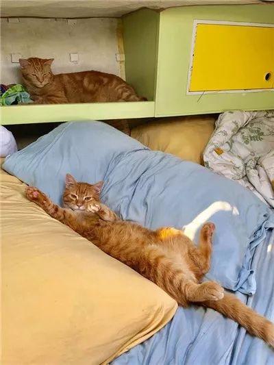 流浪小奶猫遇见了水手后, 开启了一段美妙的海上生活...