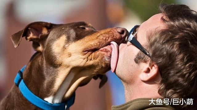 狗狗舔一舔伤口，就能杀菌消毒，狗狗的嘴没你想的那么神奇