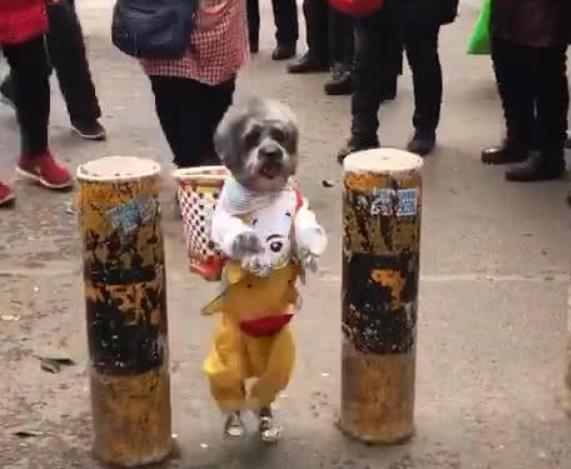 主人去買菜，派泰迪背著籃子，泰迪的小表情亮了，笑哭主人