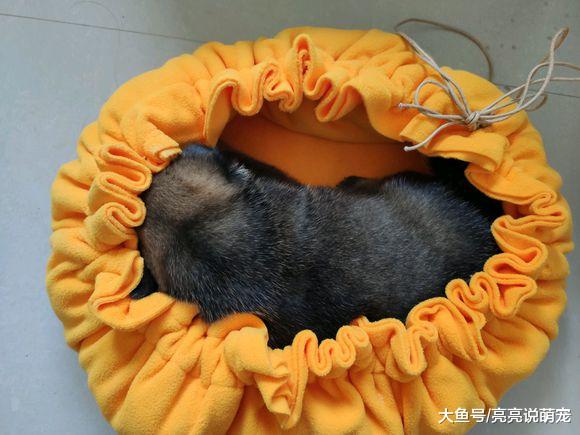 网友给小狗弄了个睡袋，这样睡觉就不会冷了，可它总睡出来