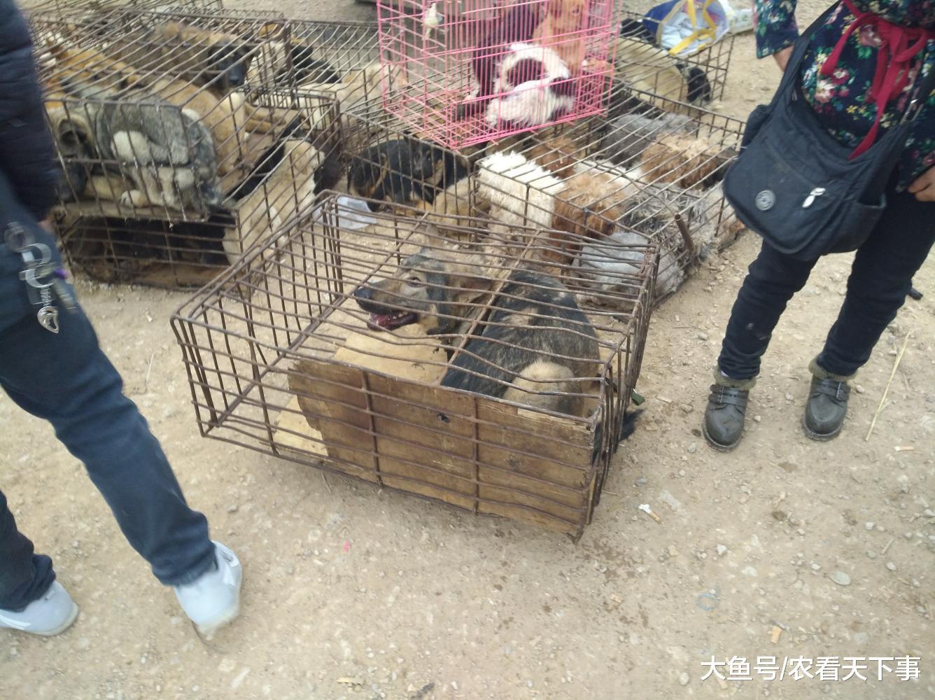 狗市: 肉狗商贩生意火热, 商贩的车都快塞满了收购价格便宜!