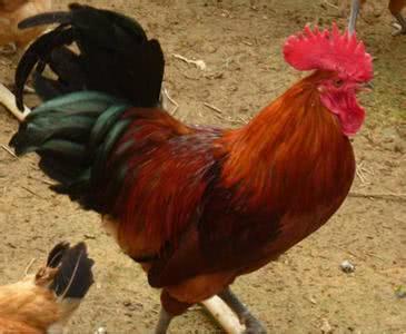 雜交水稻你聽得多，那雜交雞，你又聽說過沒？