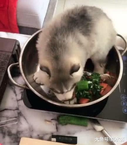 主人把二哈整只丢进锅里，假装要把它做成狗肉汤，结果下秒扎心了