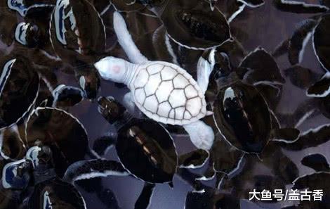 这些白化的动物你见过哪些？这种在古代称为祥物，祈求祥瑞降临！