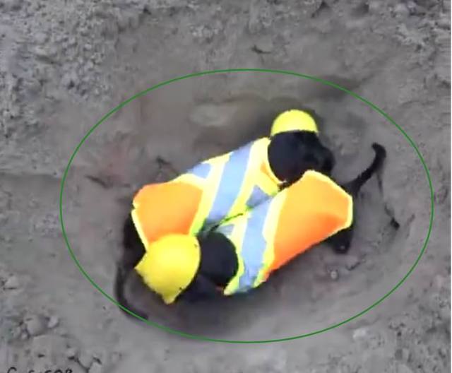 工地上出现两个特别的工人，抬头一看，原来是两只狗狗啊