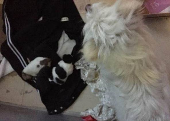 女子给流浪狗买了根火腿肠，吃了一半转身离开，跟踪后让人心酸！