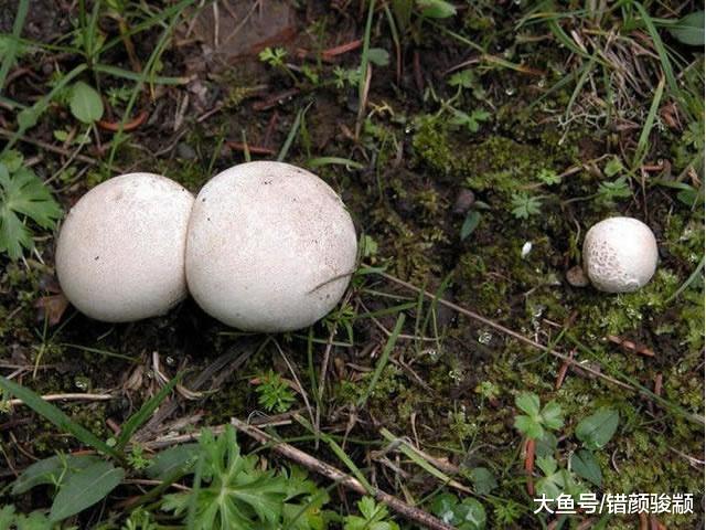 5種“奇特”的蘑菇，第1種蘑菇中的明星，最后一種會發綠色熒光