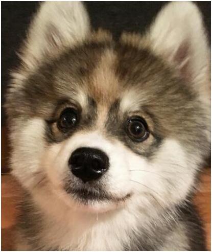 不要點進來，先猜一猜這條狗狗是哈士奇和誰的混血！