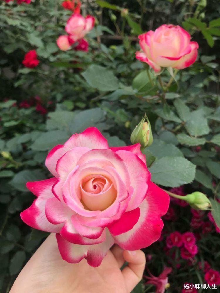 喜欢玫瑰，就选珍品玫瑰“摩纳哥公爵”，妖艳似美姬，沁人心脾