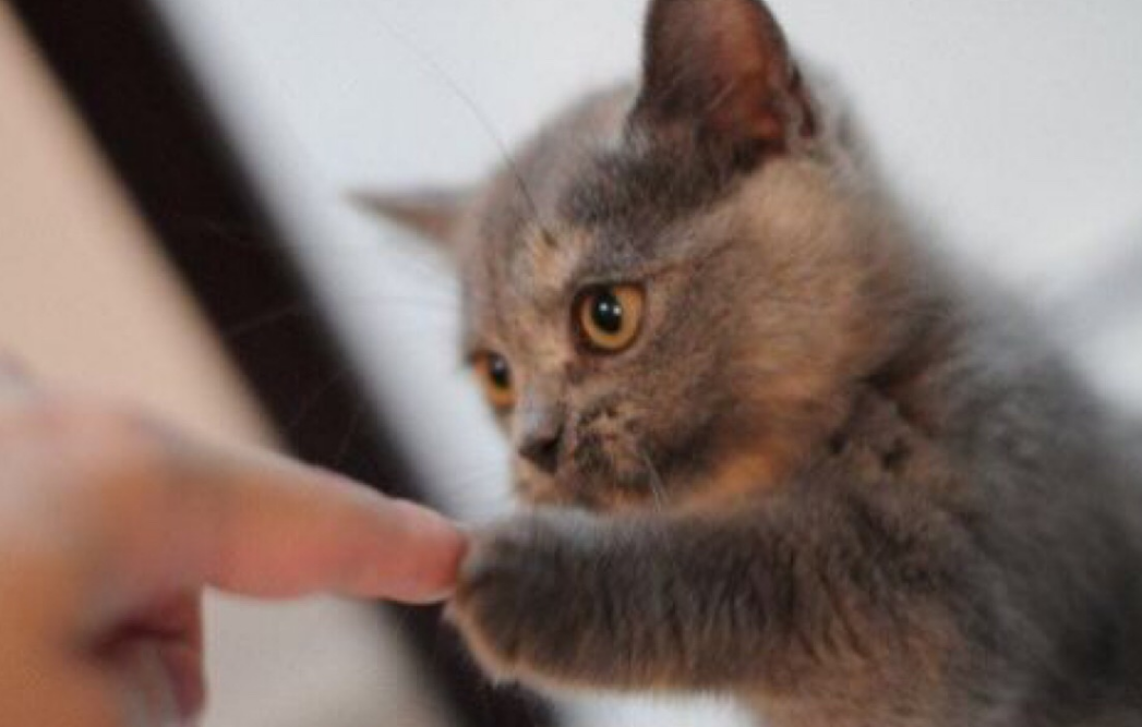 新手养猫不知道应该准备什么，别着急，快看过来，不让你多花一分冤枉钱