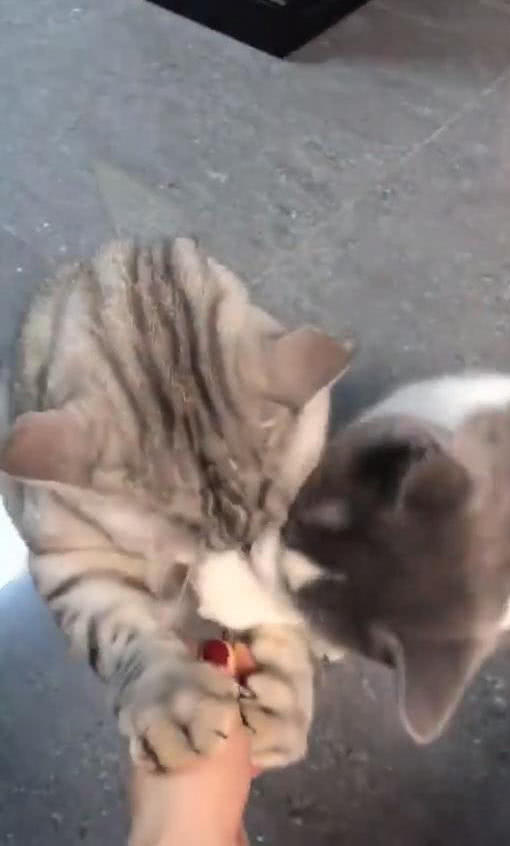 母猫吃零食，公猫上来凑热闹，母猫用猫爪按住，喵：让你吃了吗？