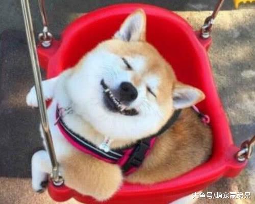 让狗狗看1200块的车子，回来时路人纷纷评价，车子没有狗贵吧！