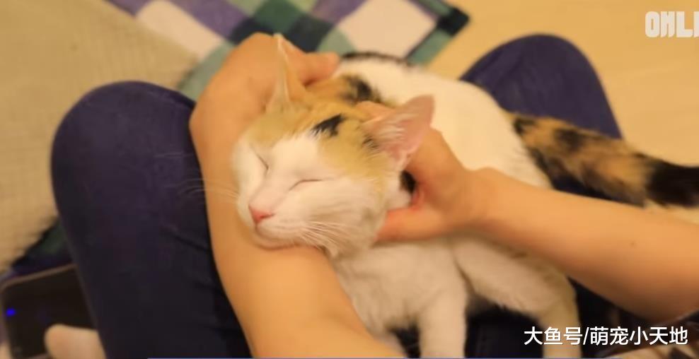 流浪猫天天到窗户报到， 好心住户被迫收编后意外当奶奶