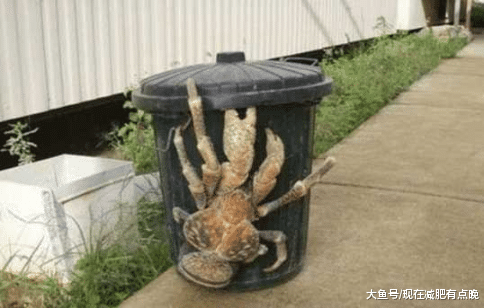 人类曾捕获过: 这是些或许已经成妖的怪物