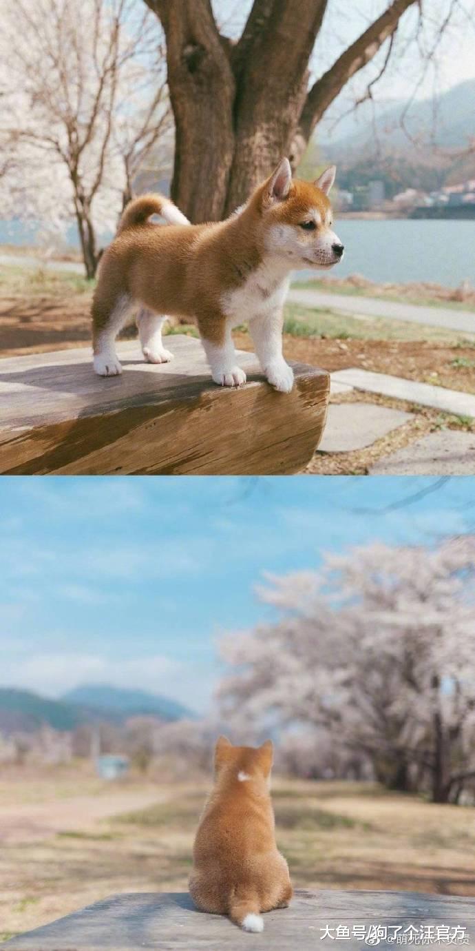 据说，爱一个人的眼神是藏不住的